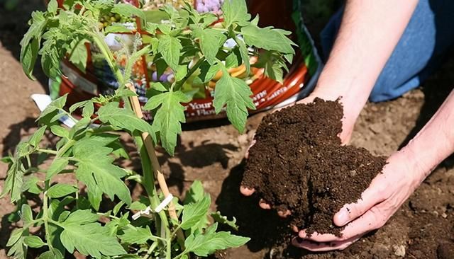 养花不会施肥，常备4种肥料，家庭养花不纠结，满足所有花卉需求