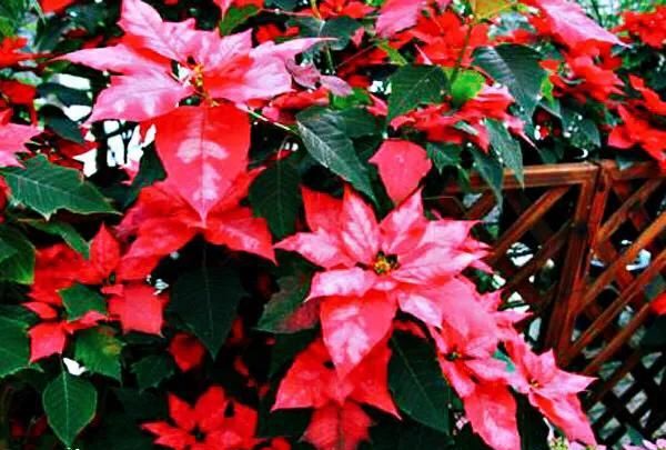 一品红～花大色艳，品种繁多，是传统的节日花卉