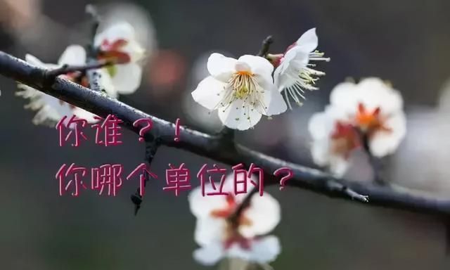 又到了樱梅桃李梨杏海棠……盛开的季节！脸盲吗？看这个