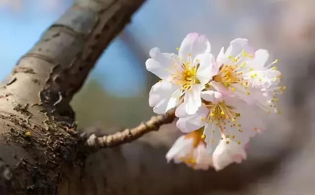 又到了樱梅桃李梨杏海棠……盛开的季节！脸盲吗？看这个