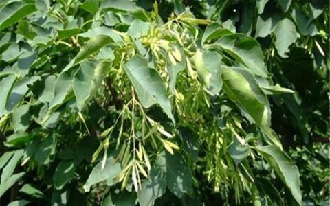 白蜡树的种植方法和主要价值