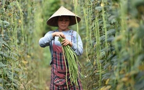 豇豆种植时间及技术要点