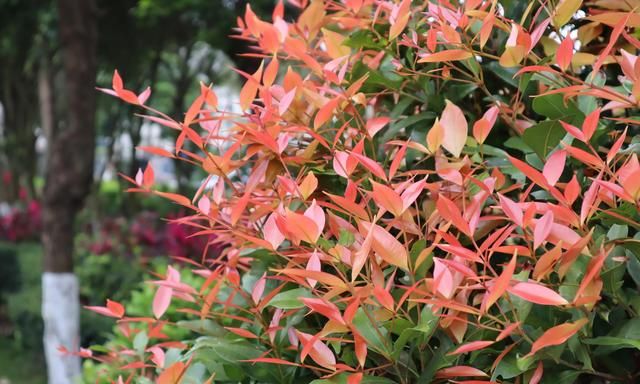 红鳞蒲桃，那鲜红色的嫩枝嫩叶，作为景观植物，是一道靓丽的风景