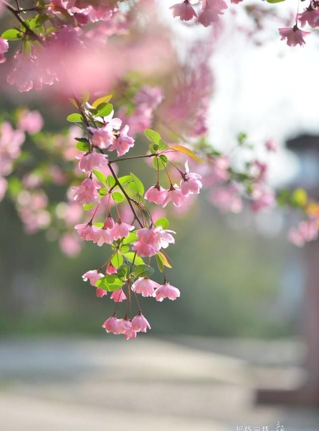 植物美图笔记｜校园里垂丝海棠随拍