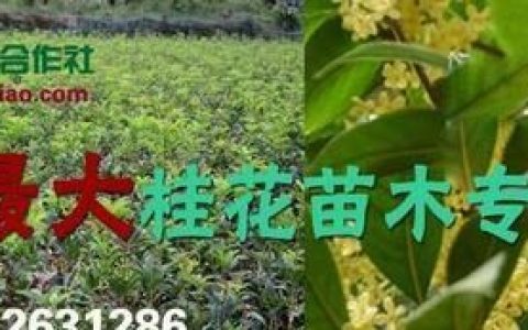 红叶石楠苗种植方法