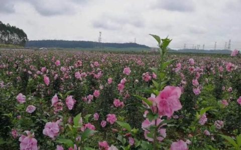 海滨木槿花语,雅致木槿花语