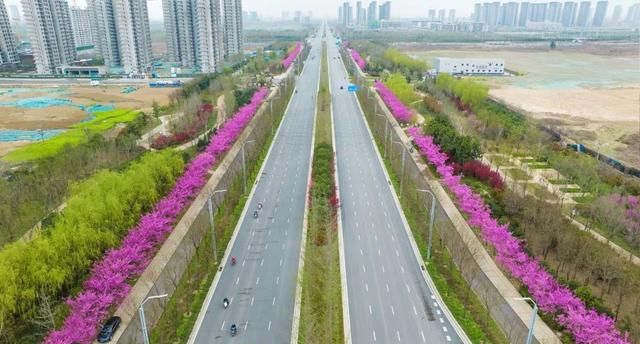 热门行道树新品种——‘四季春1号’紫荆树的园林应用实例分享