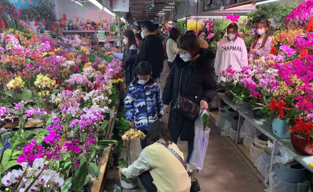 京城年宵花俏销迎新春，记者探访多个花卉市场