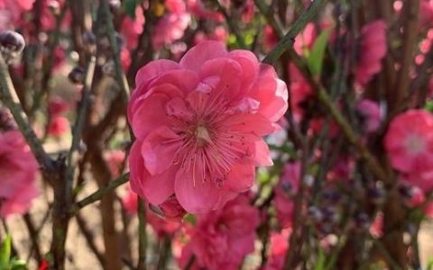 年花为什么是桃花,广东年花桃花图片