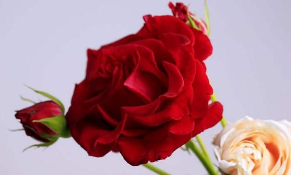 玫瑰颜色代表什么，不同的颜色花寓意可能不同