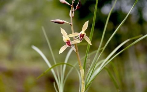 蕙兰花期过后怎么样养护,蕙兰花期怎么能保持长久