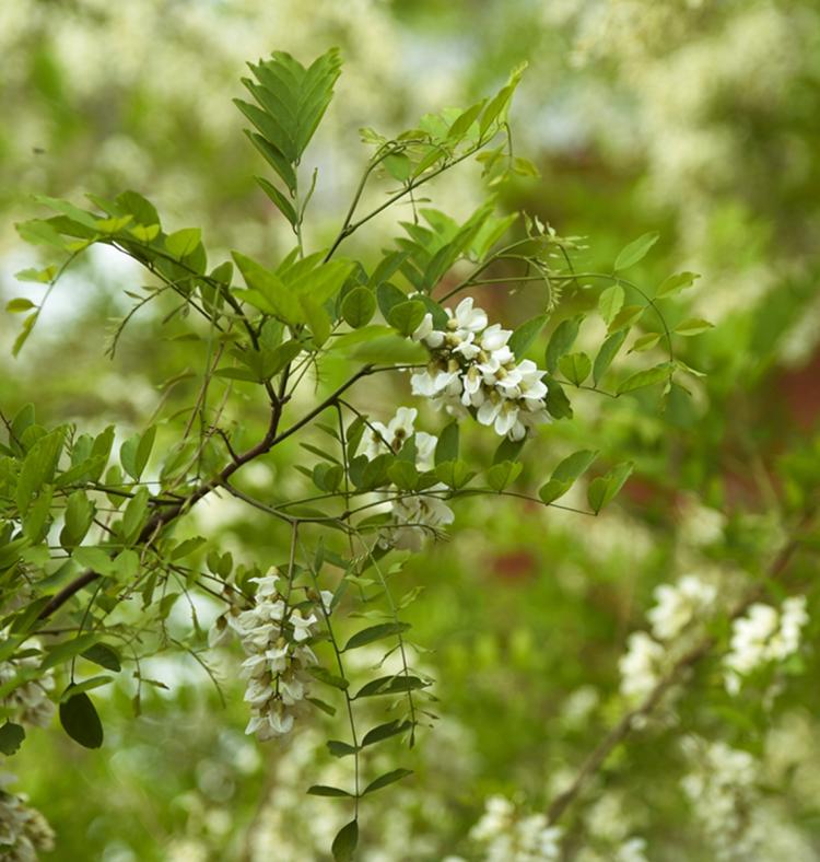 洋槐花的季节性特征及其蕾花期、开花期和结果期