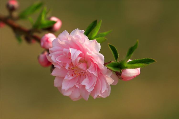 品味碧桃花的瑰丽品种：从幼苗到盛花