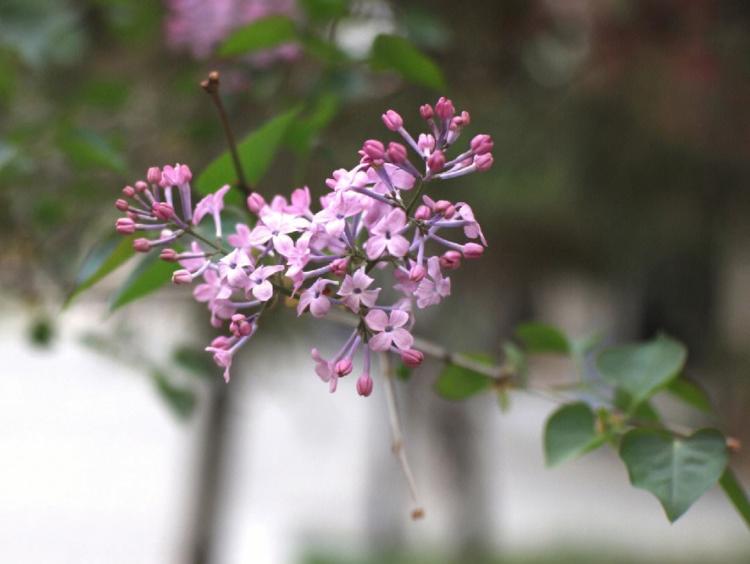 丁香花的药用价值：抑制细菌、抗氧化、防癌等诸多作用