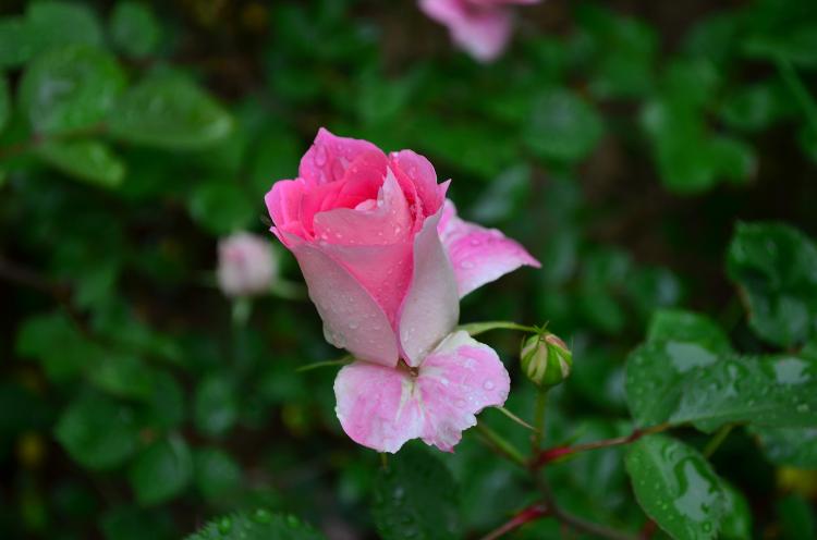 聚焦绚丽月季：了解它的花香、花语和花期