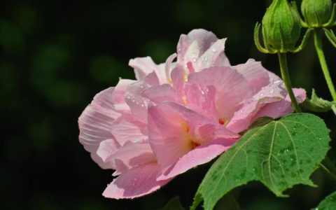 盆栽芙蓉花怎么养？它是如何成为阳台绿植的美丽代表的？