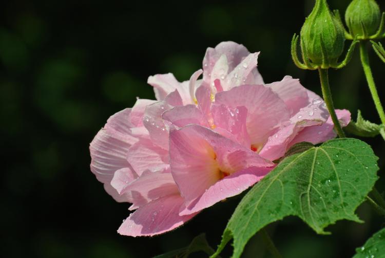 盆栽芙蓉花怎么养？它是如何成为阳台绿植的美丽代表的？