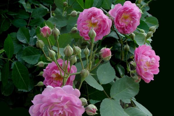 蔷薇花对人体健康的影响大有讲究