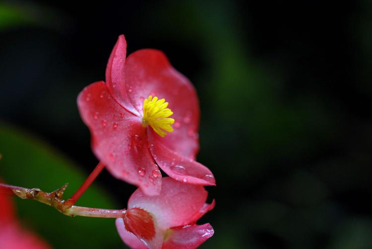 【四季海棠花繁殖攻略】，让你轻松打造枝繁叶茂的花园