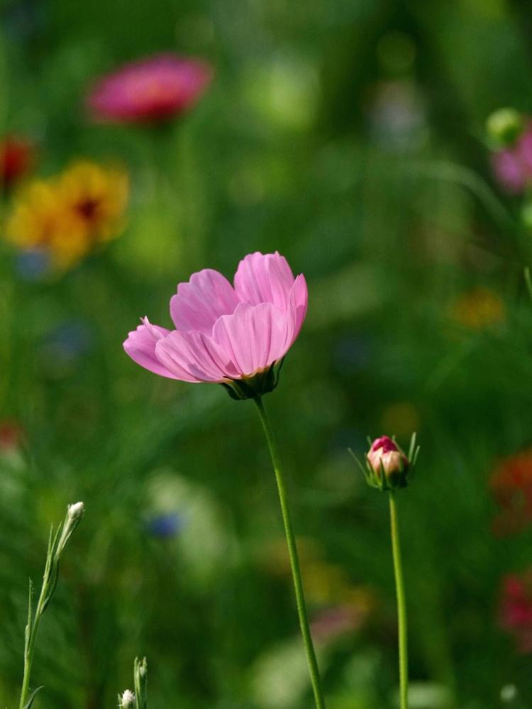 想了解花卉品种？先来看看格桑花和波斯菊的区别