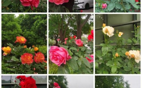 花儿话语：七个方面告诉你月季和蔷薇的区别