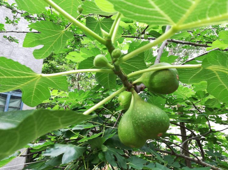 居家必备：无花果树的护理技巧