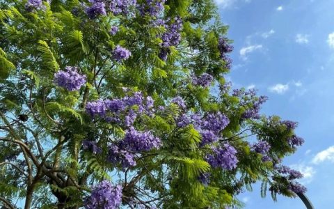 昆明蓝花楹，花开如梦，世界因你而美