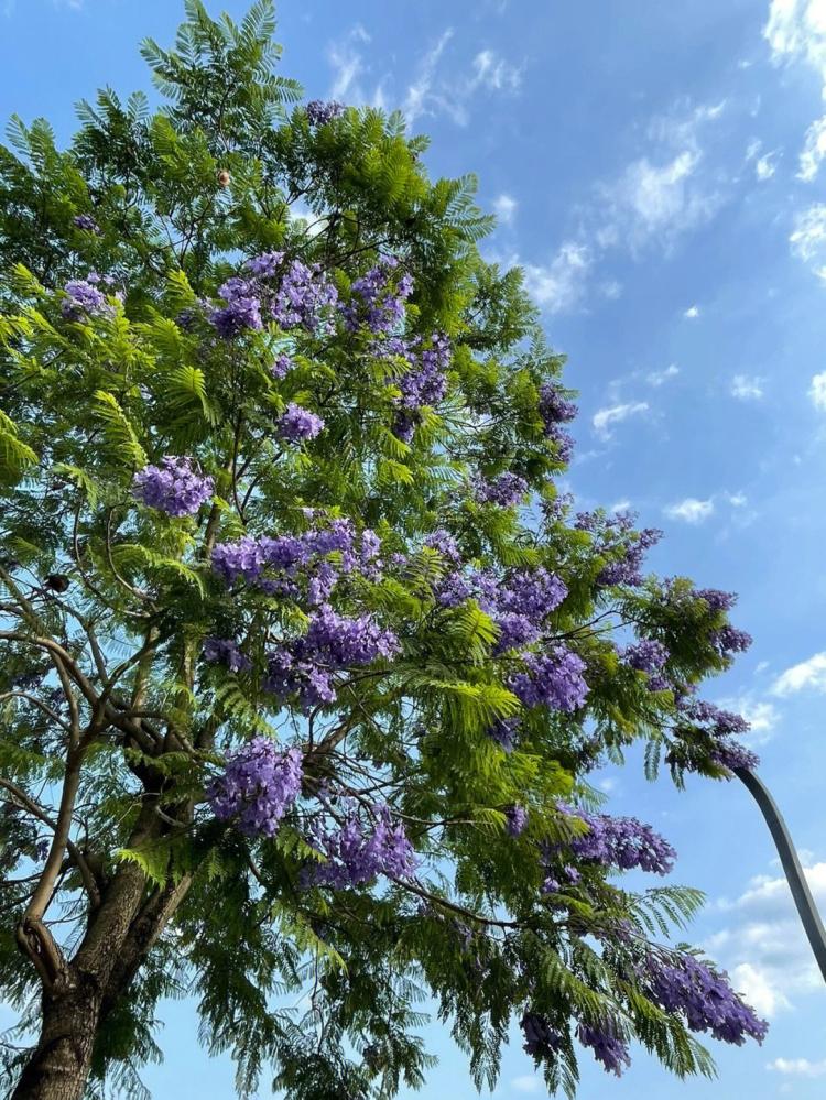 昆明蓝花楹，花开如梦，世界因你而美