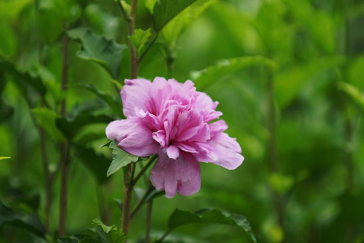 水中芙蓉详解：认识这种美丽水生花卉