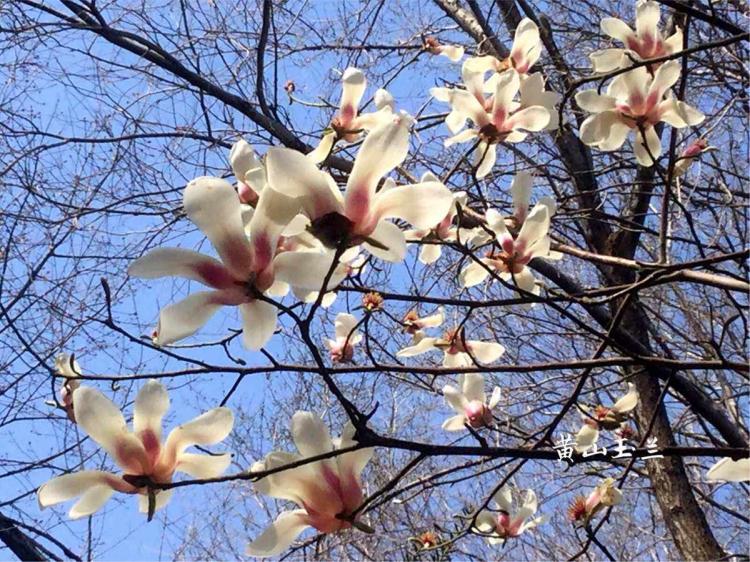 木兰花的花语和象征：生命之光、才华横溢