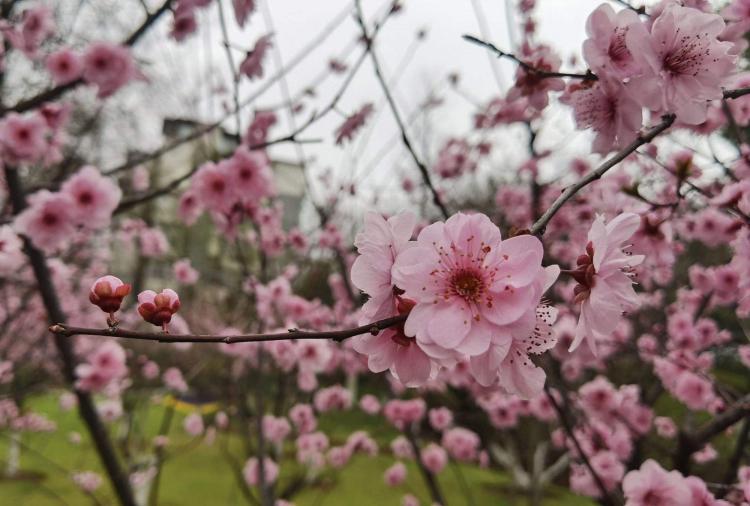 梅花易数：运势解析，指引人生