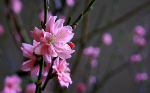 桃花债大风刮过：一个关于爱情和财富的故事