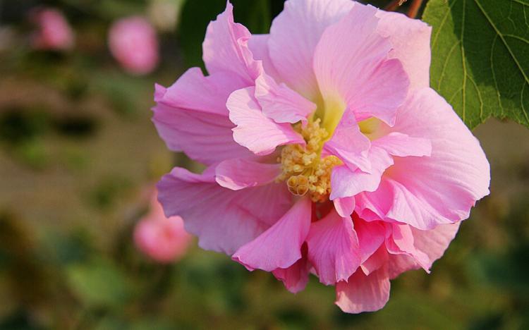 天上仙女，水中芙蓉——水中芙蓉花的生长环境和生理特点