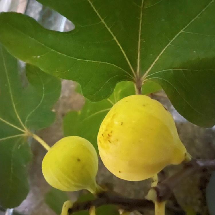 无花果树的花芽分化和花芽生长规律分析