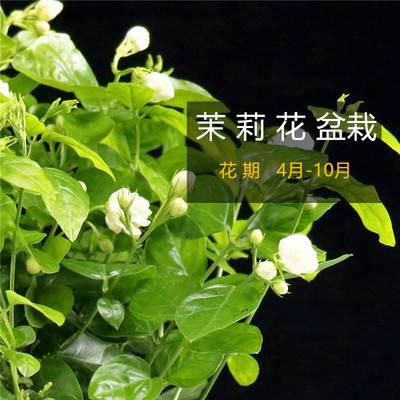 茉莉花开花后该如何修剪？须知细节才能收获美丽！