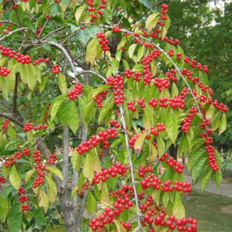 金银木花和其他植物花朵有什么区别？