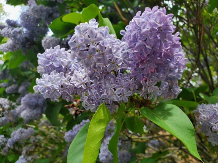 食疗的秘笈：丁香花的健康功效