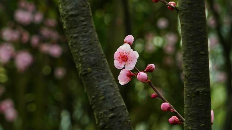 大师教你如何用梅花易数预测财运