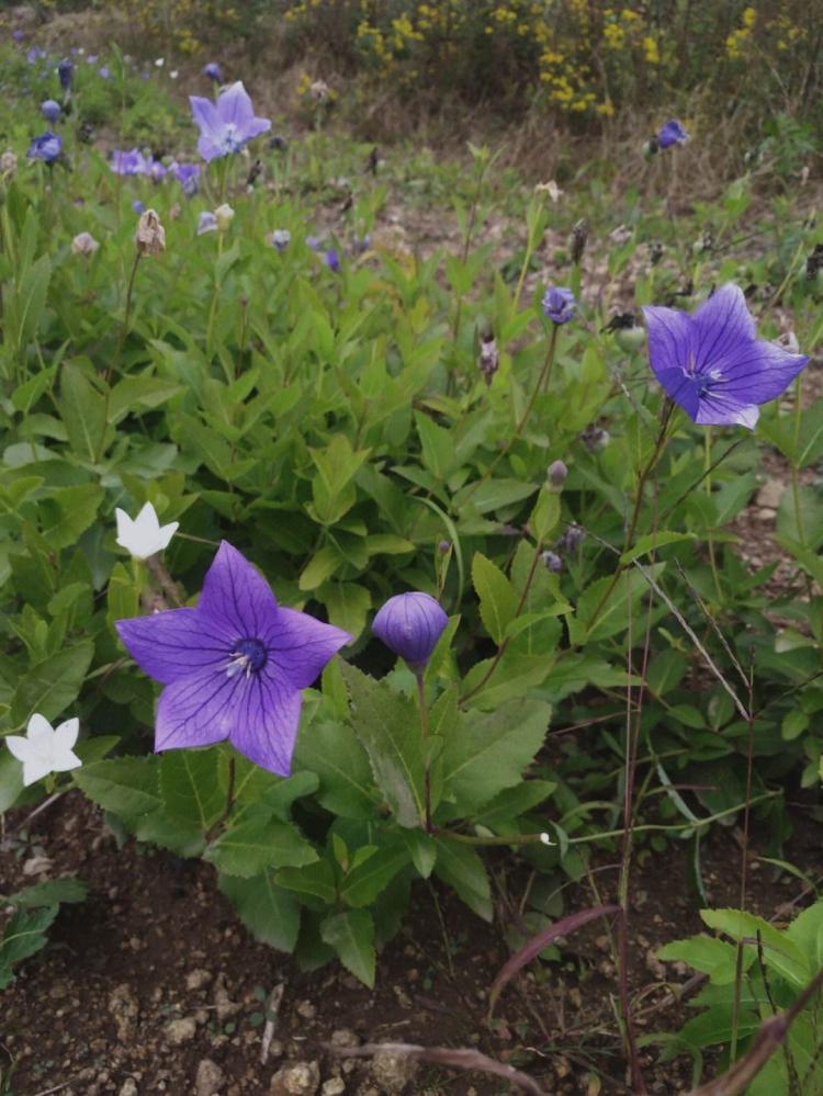 桔梗花花语解析，让你领略到这朵花的深层含义