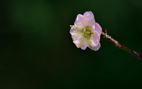 梅花的花语代表着什么含义？