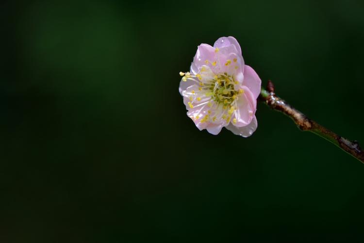 梅花的花语代表着什么含义？