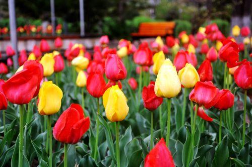 【朱顶红花苞】与红玉兰、郁金香等花卉的区别