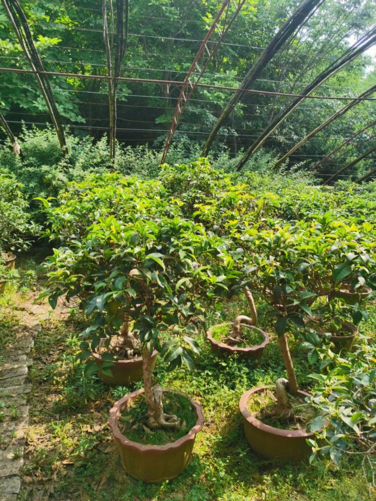 南方名花桂花的文化背景：生活在江南、传递着江南文化和人文精神