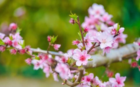 从桃花债中读懂古代女性的处境和命运