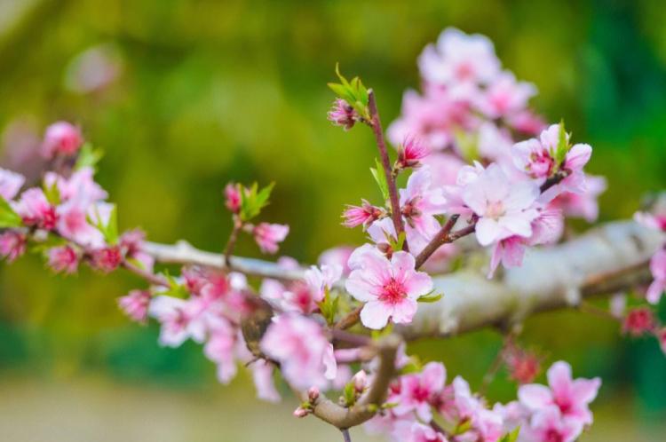 从桃花债中读懂古代女性的处境和命运