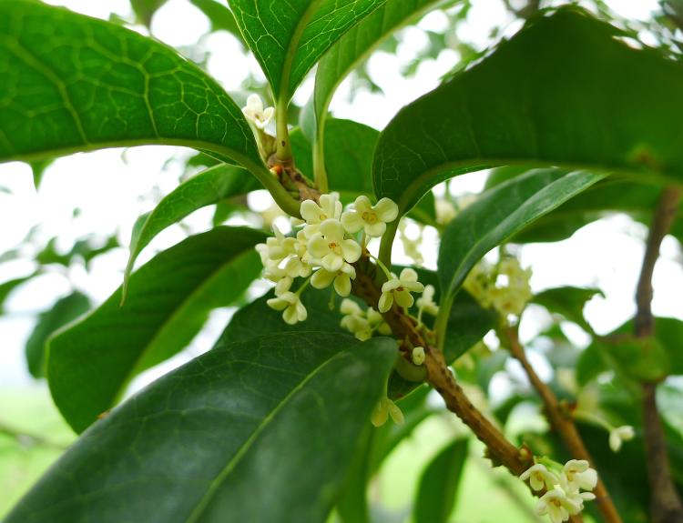 桂花开花季节揭秘：最佳观赏时间是哪个季节？