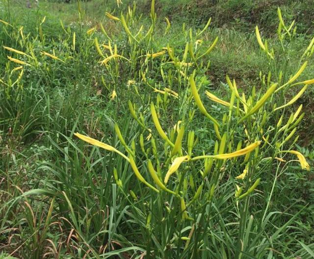 金针菜和黄花菜的健康食疗功效，你知道多少？