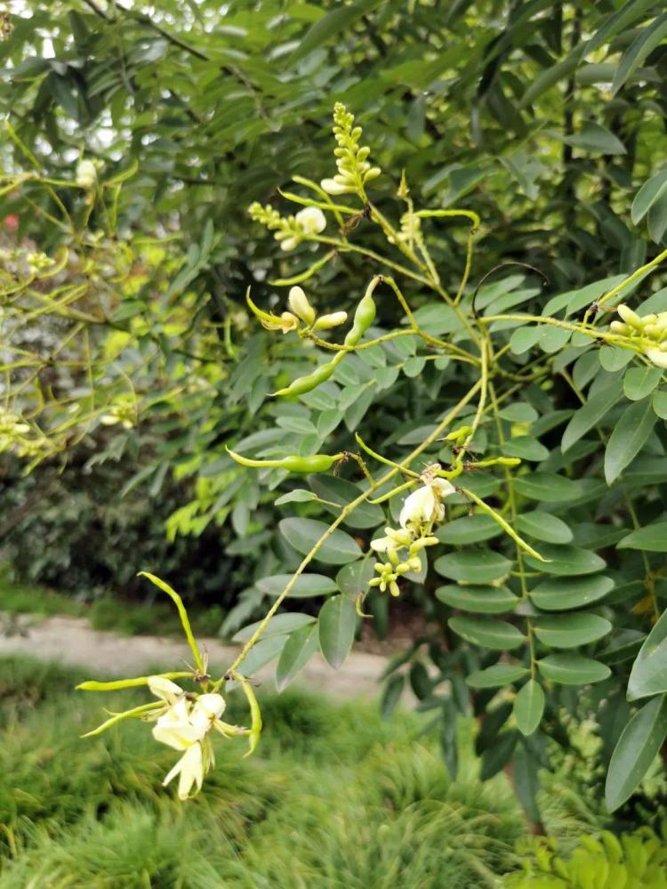 吃槐花真的有好处吗？了解一下