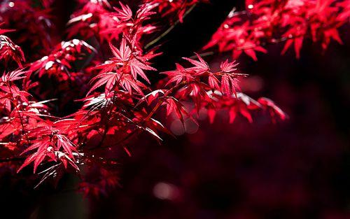 雅观芳香，花园整洁——如何正确维护日本红枫和鸡爪槭