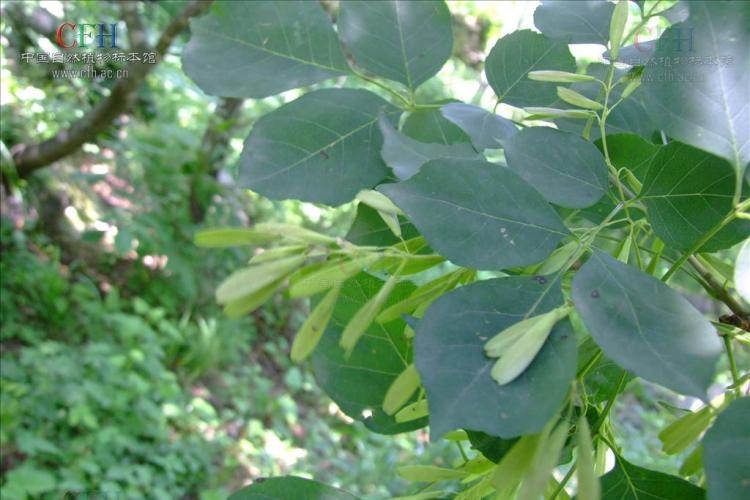 掌握这些技巧，节白蜡树盆景养护轻松愉快